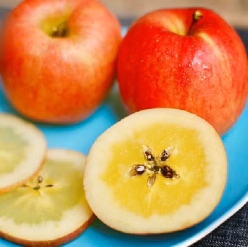 Khi cắt ngang từng lát táo sẽ thấy phần thịt táo trong veo (chính là phần mật) ở giữa lõi táo. Ảnh: Minhphuongfruit.