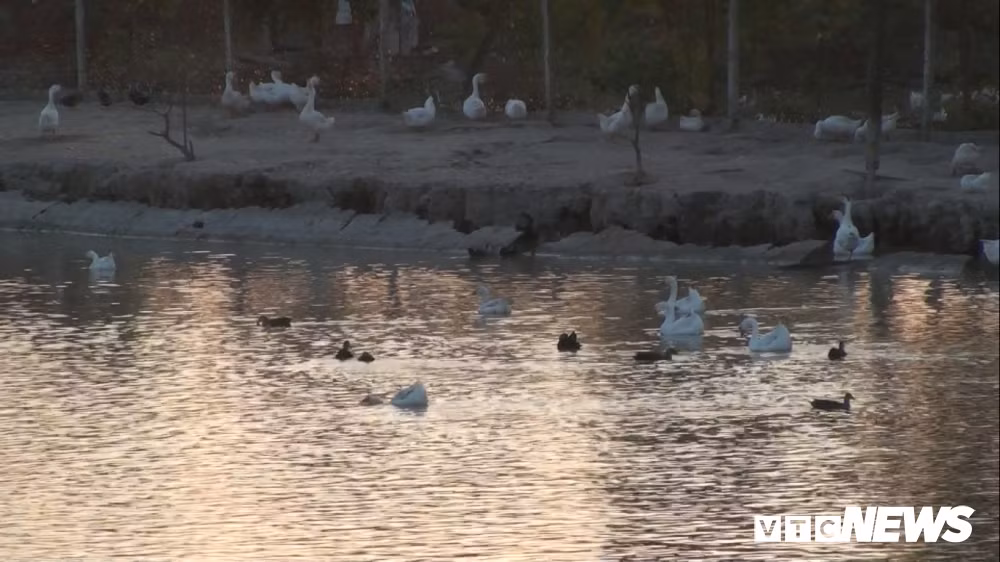 Đặc biệt lông ngỗng trắng rất được ưa chuộng. Mỗi con ngỗng nặng 5kg sẽ cho 200-300 gram lông. Giá thị trường 1kg lông vũ là 1,5 triệu đồng mang lại khoản lời lớn cho người nuôi. Không những thế gan ngỗng còn có thể bán giá hơn 1 triệu đồng/kg; thịt ngỗng giá 150.000 đồng/kg cũng là khoản thu nhập "khủng".