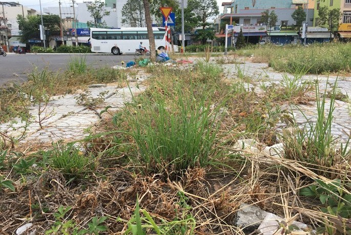 Theo ghi nhận của báo VTCnews, hiện cỏ dại mọc um tùm trên đất dự án Tổ hợp Khu dân cư Thương mại - Dịch vụ đường 2/9. Ảnh: VTCnews.