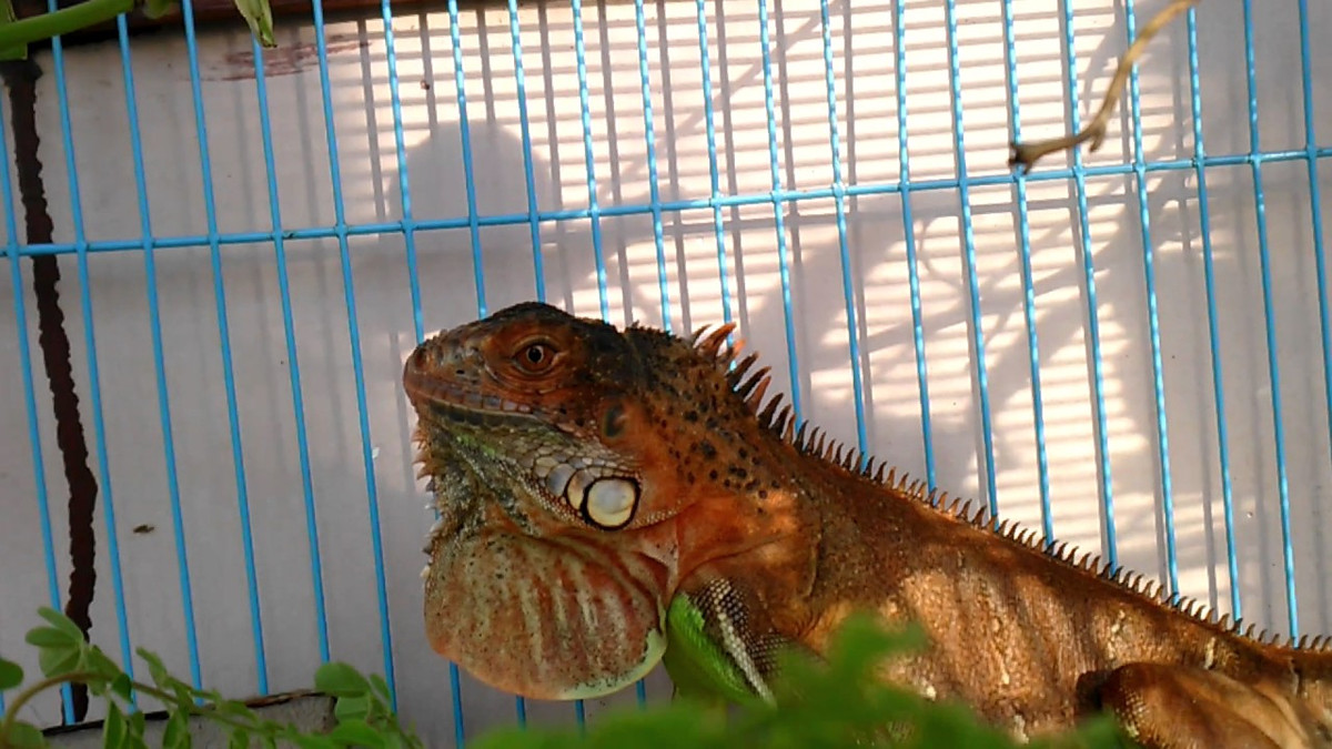 Trong quá trình nuôi, người chơi cự đà chú trọng đến hai yếu tố nhiệt độ và độ ẩm môi trường. Ngoài ra, cự đà luôn được ở trong chuồng trại sạch sẽ, được tắm thường xuyên. Ảnh: Youtube.