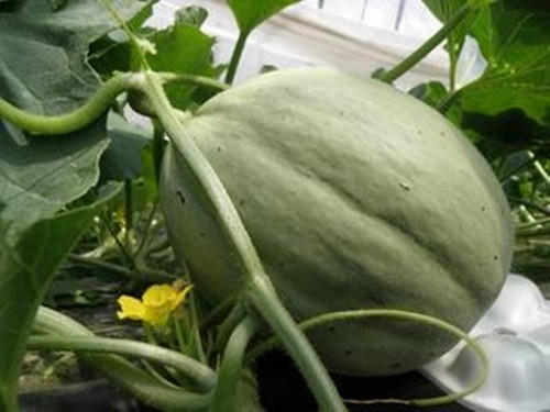 Trái dưa khi còn non. Ảnh: Yubari-resort.