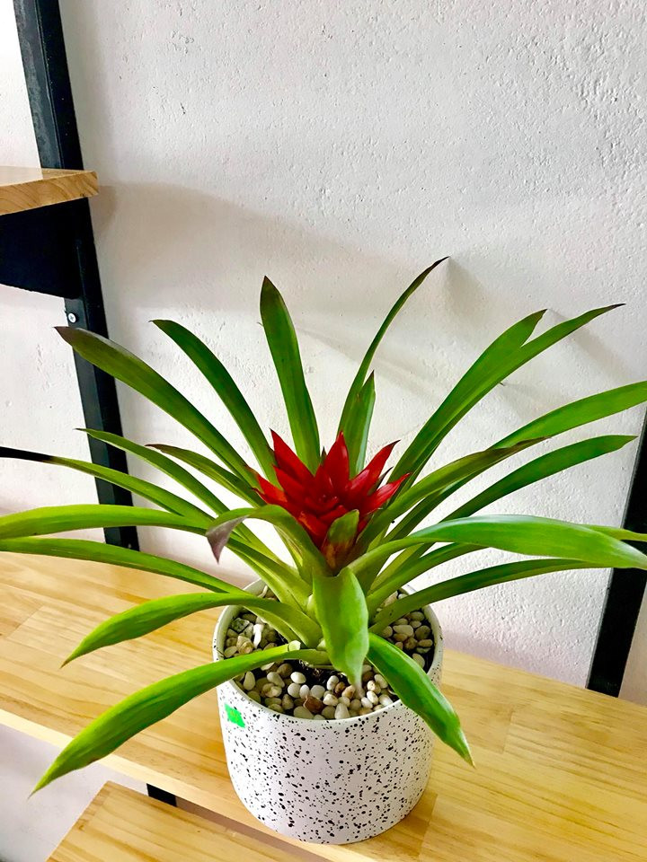 Mang ý nghĩa may mắn, dứa cảnh nến đang được nhiều chị em văn phòng chọn làm cây cảnh để trang trí bàn làm việc, phòng khách. Ảnh: FB Dream Garden.