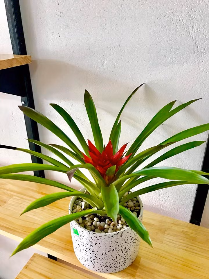 Mang ý nghĩa may mắn, dứa cảnh nến đang được nhiều chị em văn phòng chọn làm cây cảnh để trang trí bàn làm việc, phòng khách. Ảnh: FB Dream Garden.