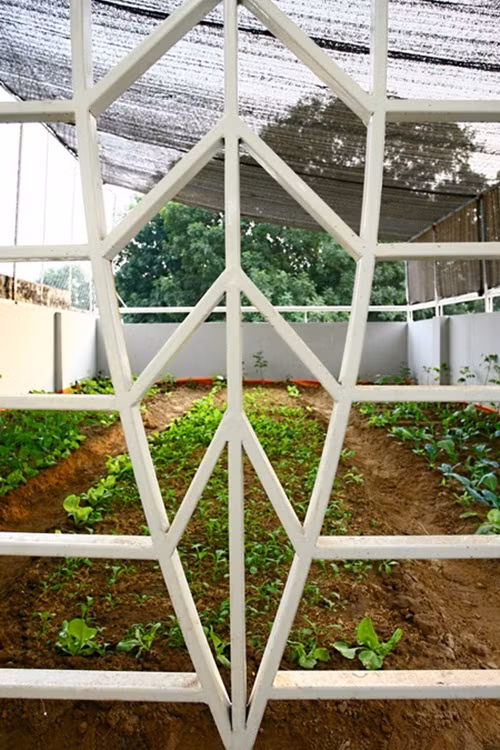 Gia chủ dành toàn bộ sân thượng của ngôi nhà 3 tầng để trồng rau.