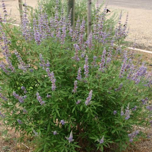 Gần đây, không ít chị em thích trồng cây bạo tay đặt mua chậu trinh nữ Địa Trung Hải về làm cảnh dù giá không hề rẻ. Ảnh: Planfor.