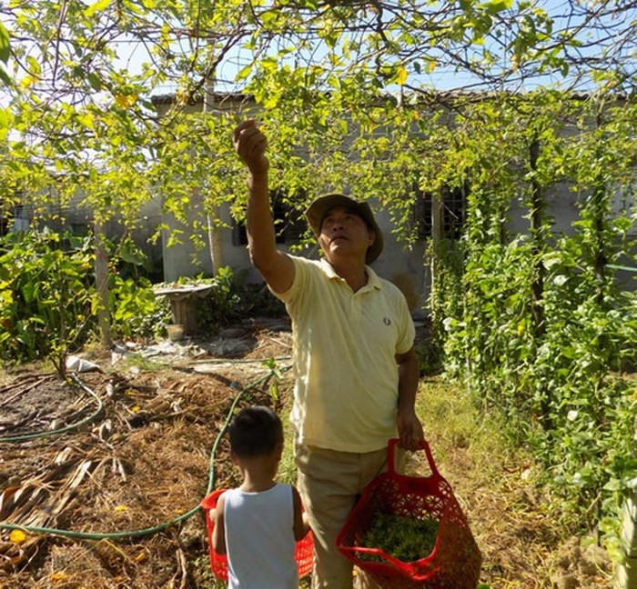 Ông Nguyễn Đình Sinh (thôn Ngọc Anh, xã Phú Thượng, huyện Phú Vang, Thừa Thiên Huế) sở hữu vườn hoa thiên lý rộng khoảng 2.000m2. Ảnh: Dân Việt.