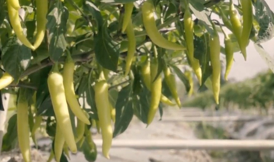 Theo nhiều hộ trồng ớt, thu nhập từ cây ớt cao gấp 4 - 5 lần so với các loại cây màu khác. Ảnh: Nongnghiepsach.