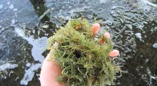 Rong nho là loại cây dễ chăm sóc, tái thu nhanh và có giá trị xuất khẩu. Ảnh: TTXVN.