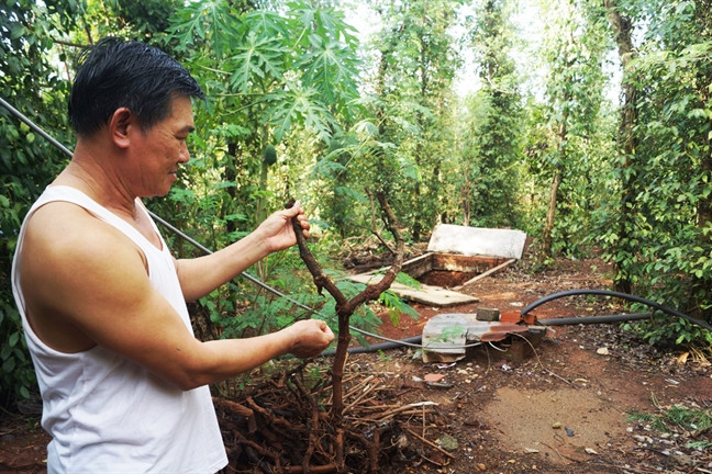 Họ chỉ yêu cầu rửa sạch sẽ rồi gom chung với nhau để bán cho một số mối thương lái Trung Quốc. Ảnh: Phunuonline.