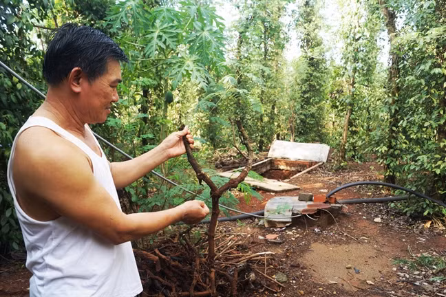 Họ chỉ yêu cầu rửa sạch sẽ rồi gom chung với nhau để bán cho một số mối thương lái Trung Quốc. Ảnh: Phunuonline.