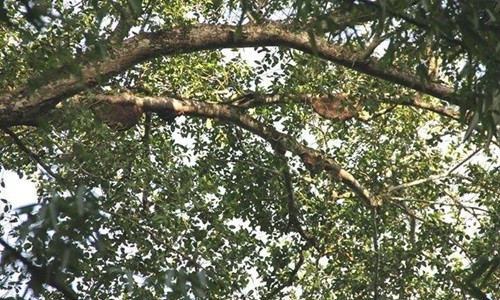 Săn mật ong rừng cũng là nghề hái ra tiền với người dân Vũ Quang, Hương Sơn (Hà Tĩnh). Ảnh: Hatinh24h.