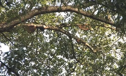 Săn mật ong rừng cũng là nghề hái ra tiền với người dân Vũ Quang, Hương Sơn (Hà Tĩnh). Ảnh: Hatinh24h.