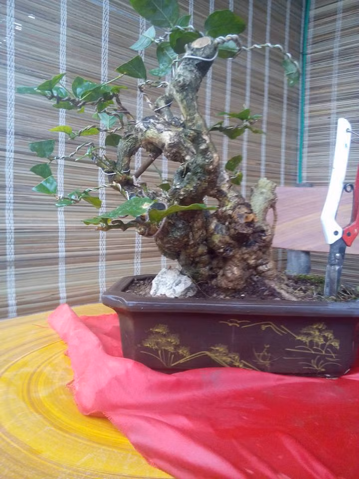 Bonsai hoa nhài gốc xù xì siêu độc. Ảnh: FB Trang Hang Sinh Vien.