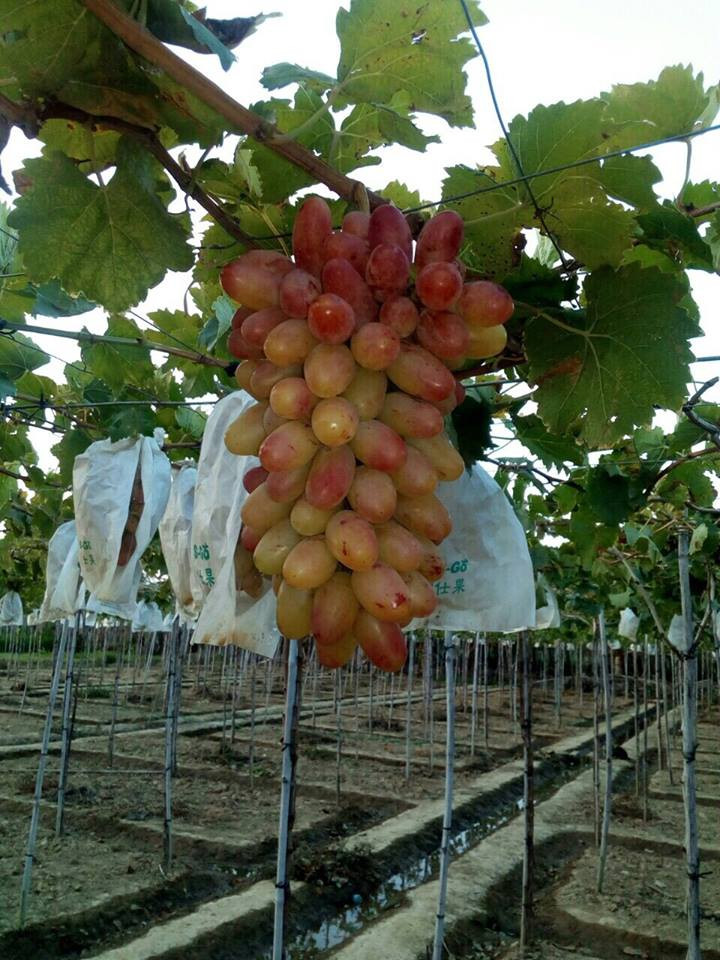 Với nhiều ưu điểm vượt trội, nho ba màu mang lại nguồn thu nhập cao và ổn định hơn nho Ninh Thuận truyền thống cho người dân. Ảnh: FB Nguyễn Xuân Bích Trâm.