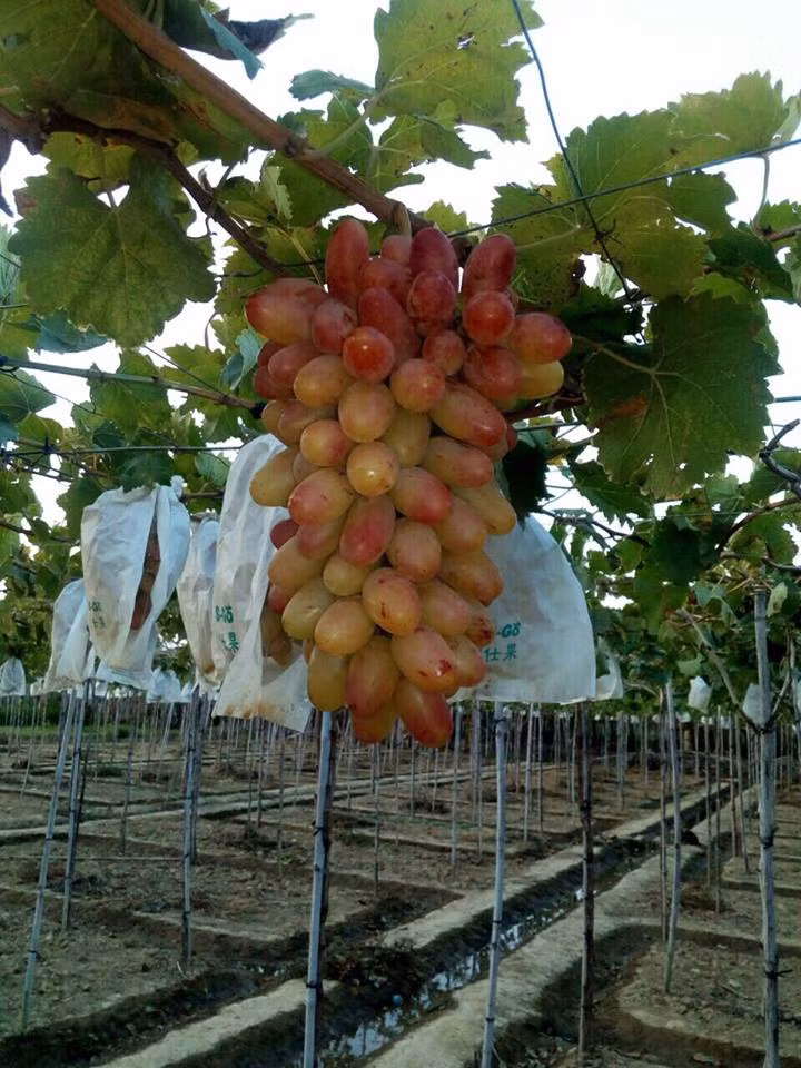 Với nhiều ưu điểm vượt trội, nho ba màu mang lại nguồn thu nhập cao và ổn định hơn nho Ninh Thuận truyền thống cho người dân. Ảnh: FB Nguyễn Xuân Bích Trâm.