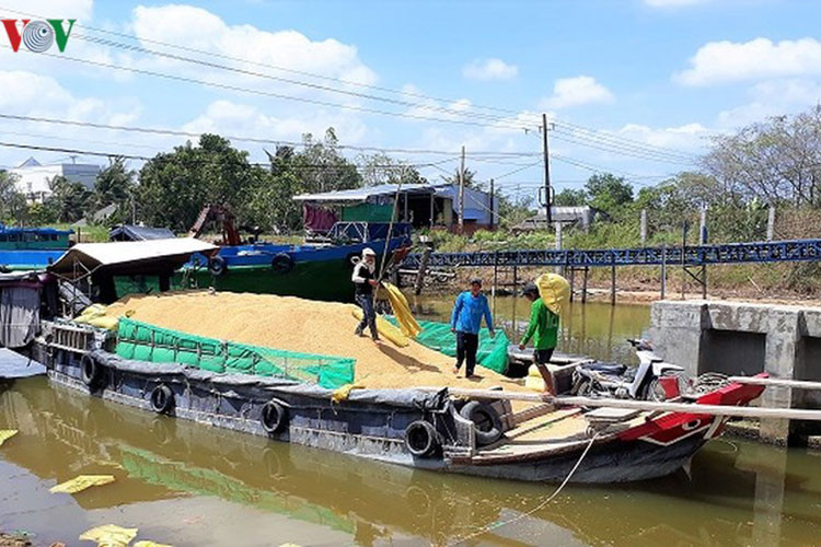 Ghe vẫn là phương tiện vận chuyển lúa phổ biến ở vùng ĐBSCL.