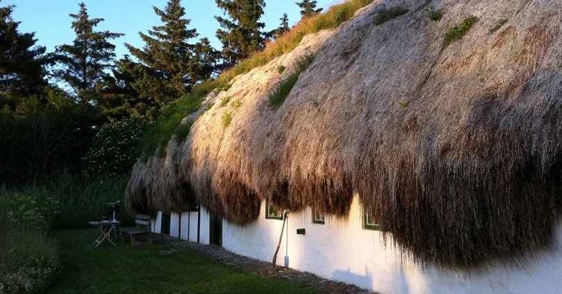 Trải qua thời gian, nhiều cây cỏ mọc trên mái nhà.