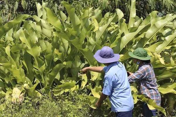 Hiện nay không chỉ được phủ xanh, những vườn cây ăn trái, hoa... trên bãi rác ngày nào đã cho thu hoạch.