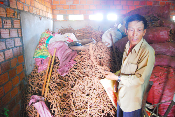 Trước đó, hồi đầu năm nay, trên địa bàn thị trấn Nhơn Hòa, huyện Chư Pứh (Gia Lai) cũng diễn ra hoạt động thu gom, mua gốc rễ hồ tiêu với số lượng lớn khoảng 500kg. Ảnh: Dân Việt.