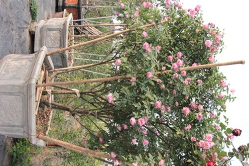 Trang cho hay, thời điểm cận tết vừa qua, các loại hồng như Bạch Vân Khôi và hồng cổ Sapa được săn đón nhiều nhất. Giá bán cho những cây vừa tầm từ 8 đến 15 triệu, cây "khủng" từ 20 đến 40 triệu ngoài ra còn có những cây độc đắc, giá lên tới 80-100 triệu. Những cây hoa có giá cao ngất này đều là những gốc hồng đẹp, giá trị, lâu năm và rất hiếm khi khai thác được.