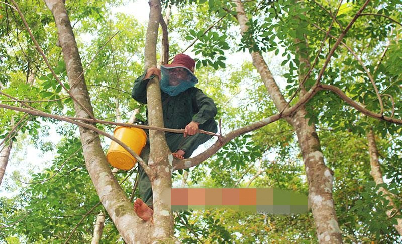 Nếu may mắn gặp tổ ong lớn, người thợ săn có thể kiếm 3-4 triệu mỗi ngày. Ảnh: Binhphuoconline.
