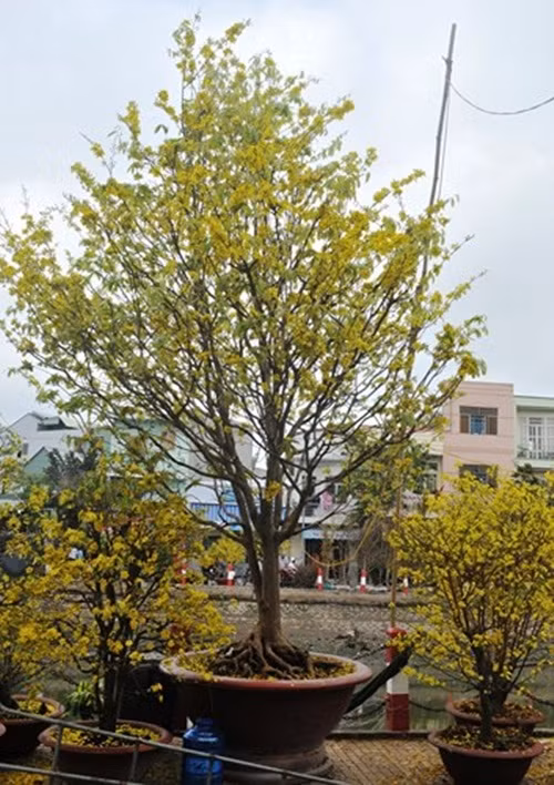 Hoa vàng rực rỡ, dáng đẹp, các cây mai cổ thụ đang chờ nhà giàu rước về chưng Tết (Ảnh: Dân trí)