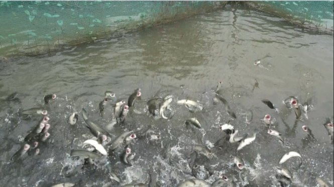 Theo anh Tín, đàn cá lóc có thể bay bất cứ thời gian nào trong ngày, nhưng bay cao và nhiều nhất là chiều mát. Ảnh: Tuổi trẻ.