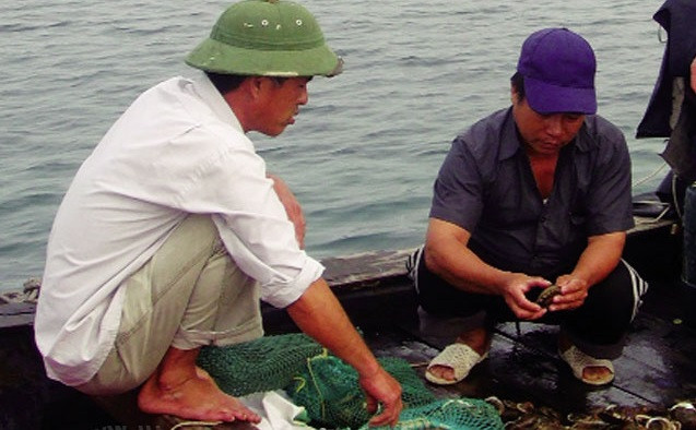 Bình quân một bể cho sản lượng bào ngư thương phẩm là 10 -12 kg. Ảnh: Thuysanvietnam.