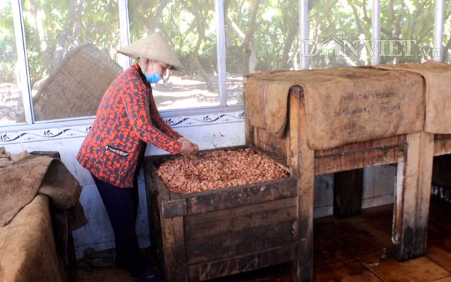 Ca cao Việt Nam cũng được đánh giá là một trong những sản phẩm ngon nhất thế giới. Nhiều khách hàng tại EU đều trầm trồ, khen ngợi khi được nếm thử ca cao Việt Nam. Ảnh: Dân Việt.