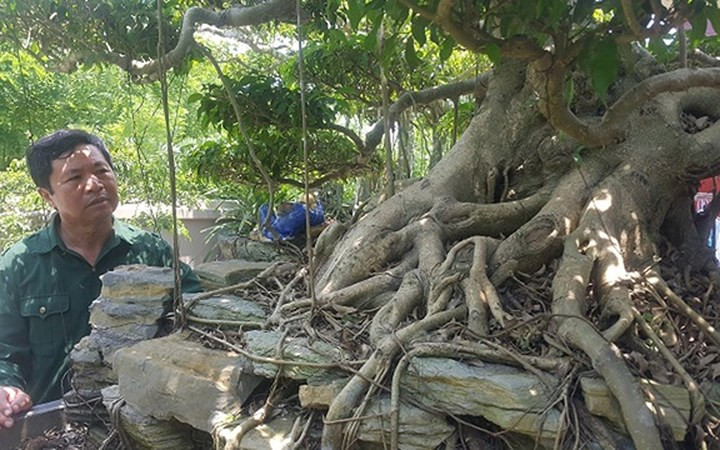 "Để mua được cây, tôi phải bỏ ra một số tiền lớn" - ông Huỳnh cho biết.