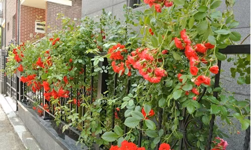 Là loài cây phổ biến, hoa hồng luôn được ưa chuộng trồng trong sân vườn. Ngoài trồng ở bồn hoa, ban công, hoa hồng còn có thể trồng dọc hàng rào. Ảnh: Rose Fence.