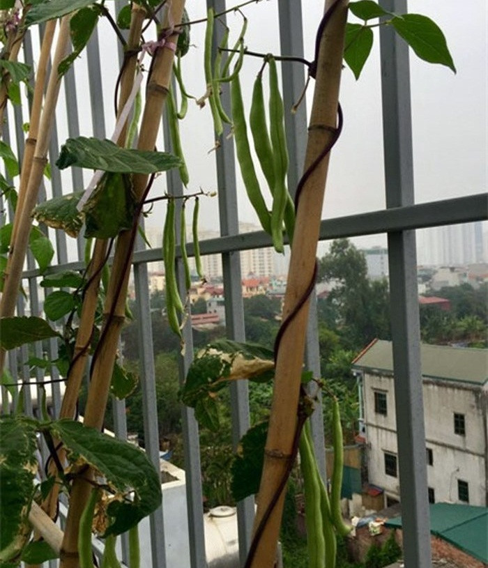 Chỉ cần khoảng đất nhỏ và một giàn cây leo là bạn đã có thể trồng đậu cô-ve ngay trên sân thượng. Ảnh: Dân Việt.