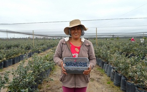 Vài năm gần đây, việc xuất khẩu việt quất ở Peru vượt xa sự mong đợi. Năm 2016, giá trị xuất khẩu vượt quất đạt 232,9 triệu USD, tăng 140% so với 2015. Ảnh: FreshPlaza.