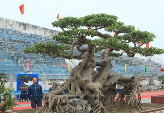 Theo chị Thu, trước đây Chủ tịch Hội sinh vật cảnh nghệ thuật Đài Loan đã trả 1,4 triệu USD (khoảng 30 tỷ đồng) nhưng chị muốn giữ, coi cây như một bảo bối. Ảnh: Dân Việt.