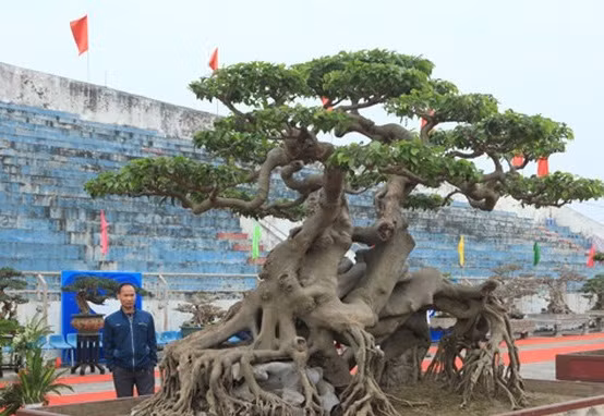 Theo chị Thu, trước đây Chủ tịch Hội sinh vật cảnh nghệ thuật Đài Loan đã trả 1,4 triệu USD (khoảng 30 tỷ đồng) nhưng chị muốn giữ, coi cây như một bảo bối. Ảnh: Dân Việt.