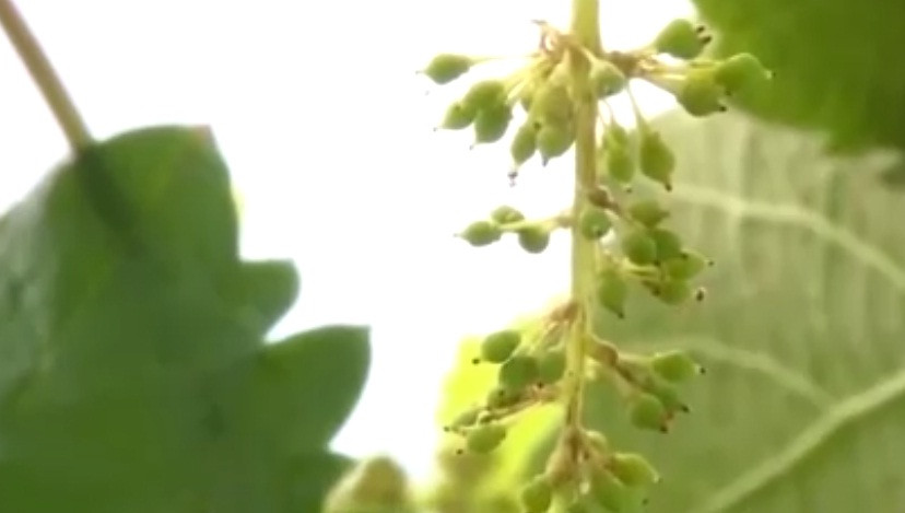 Mỗi chùm nho chỉ để từ 25 - 30 quả để cuống tập trung nuôi dưỡng quả còn lại, giúp nho ngọt và to hơn. Ảnh: NHK World.