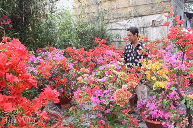 Loại cây tôi ghép không những nhiều màu mà còn sống lâu, có cây có tuổi thọ hàng chục năm” – anh Truyền nói.
