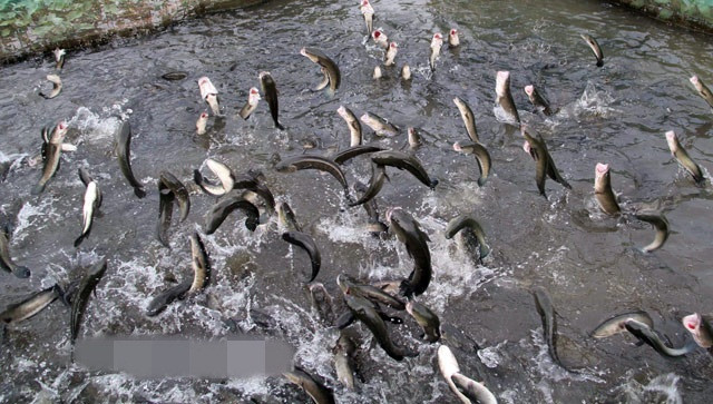Thêm nữa, ngay từ khi còn nhỏ, anh Tín phải tập dần và bắt đầu tạo sự háu ăn của chúng. Ảnh: Dân Việt.