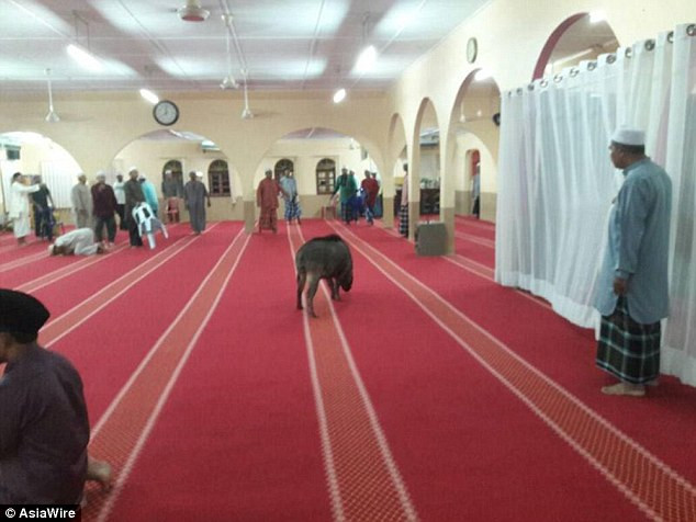 Mất 30 phút mới lùa được nó ra ngoài.