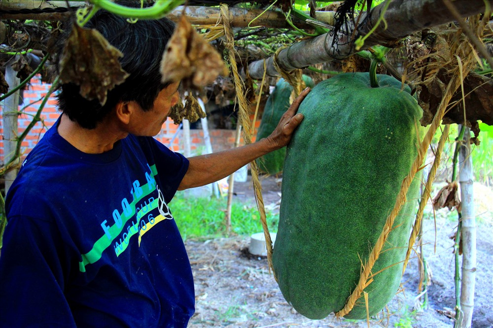 Cây bí bắt đầu ra hoa, kết trái khoảng thời gian sau Tết Nguyên Đán. Khi đó, người trồng phải lựa những quả đẹp để giữ lại. Mỗi dây bí chỉ giữ 1 đến 2 quả. Ảnh: Lao động.