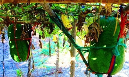 Giàn bí đao ở Bàu Chánh Trạch được làm rất chắc chắn để đảm bảo bí không bị rơi, hư hỏng. Ảnh: Dân Việt.