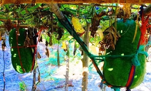 Giàn bí đao ở Bàu Chánh Trạch được làm rất chắc chắn để đảm bảo bí không bị rơi, hư hỏng. Ảnh: Dân Việt.