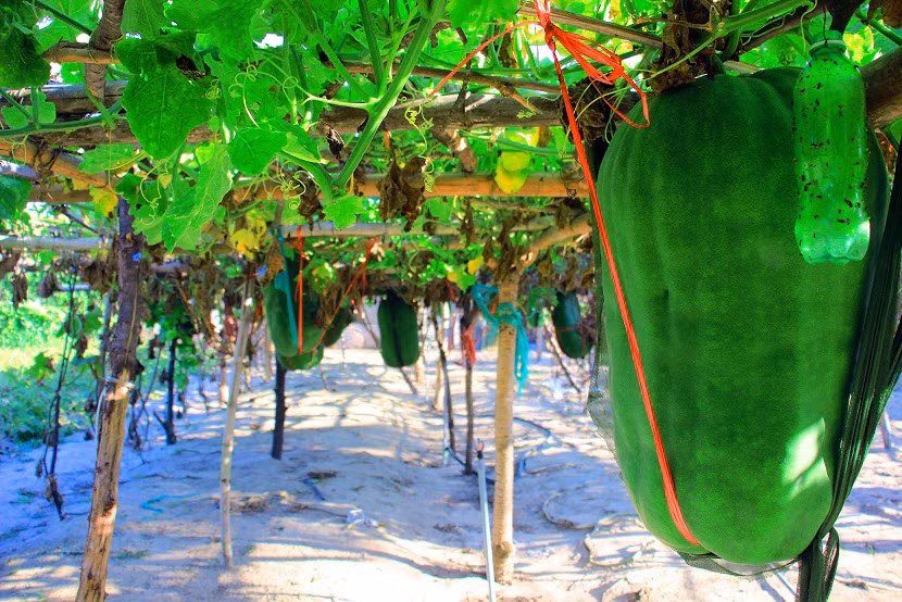 Nhung lang trong rau cu khong lo o Viet Nam