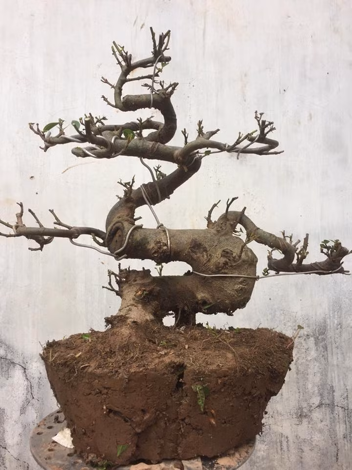 Sung bonsai dáng rồng uốn. Ảnh: FB ‎Ponsai Tuấn‎.