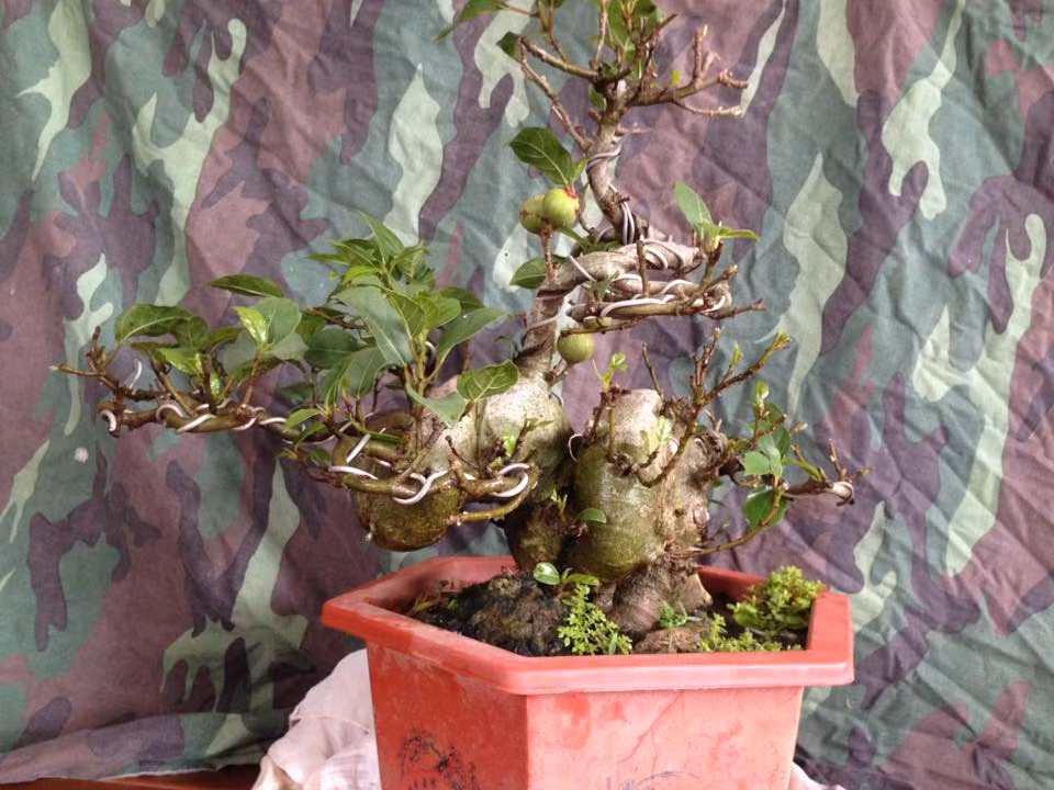 Sung mini dáng hoành bắt đầu cho quả. Ảnh: FB ‎Pham Vantuan.