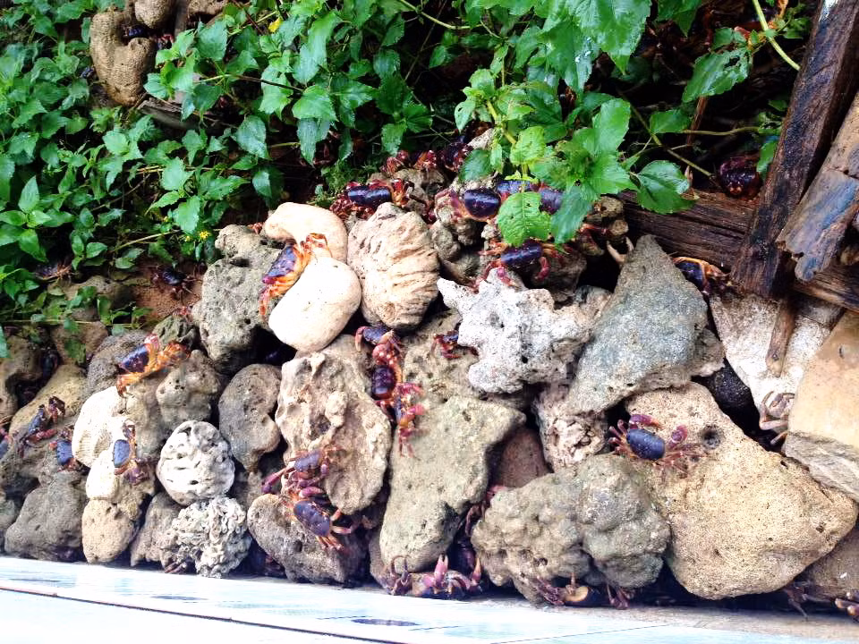 Cua dẹp sống ở khu vực có hang, hốc đá ven bờ trên đảo. Ảnh: Haisantuoisachbienhoa.