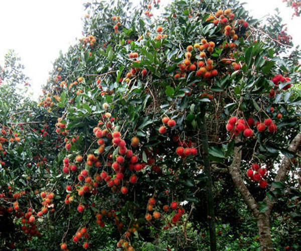 New Zealand là thị trường rất khó tính. Để được xuất khẩu vào New Zealđand, ngành chôm chôm của Việt Nam phải đáp ứng nhiều yêu cầu khắt khe. Ảnh: Cadulo.