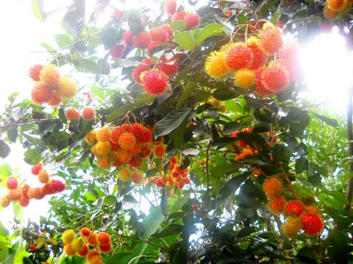 Chôm chôm Việt là mặt hàng trái cây thứ 3 xuất khẩu được sang thị trường New Zealand sau xoài và thanh long. Ảnh: FB.