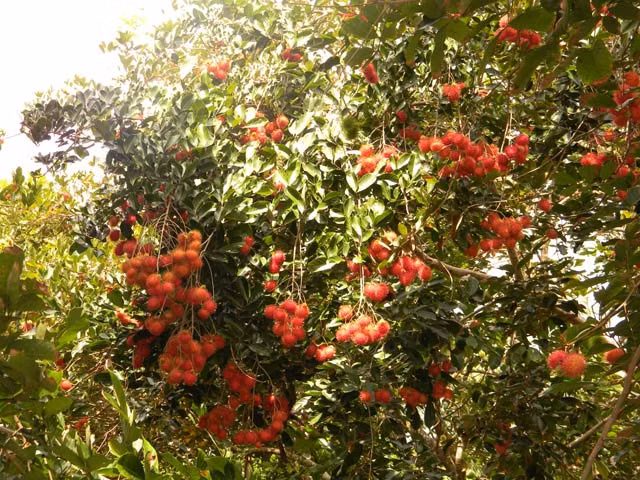Mỗi độ hè sang, tại các miệt vườn miền Tây Nam Bộ đỏ rực một màu chôm chôm chín. Ảnh: Hoinongdan.