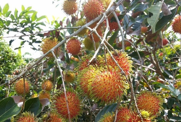 Chôm chôm Vĩnh Long nổi tiếng với chất lượng ngon, khi chín màu đỏ tươi, vị ngọt đậm đà, không dính hạt. Ảnh: Em đẹp.